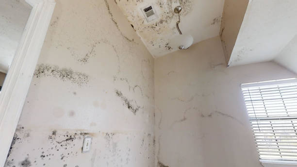 Best Mold Remediation for Healthcare Facilities  in Sur Hill, GA