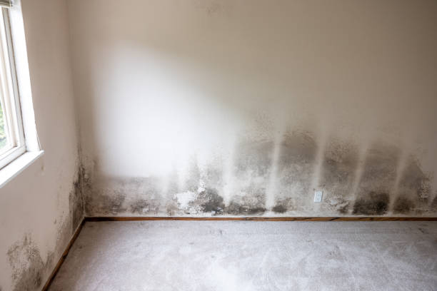 Best Mold Damage Restoration  in Sur Hill, GA